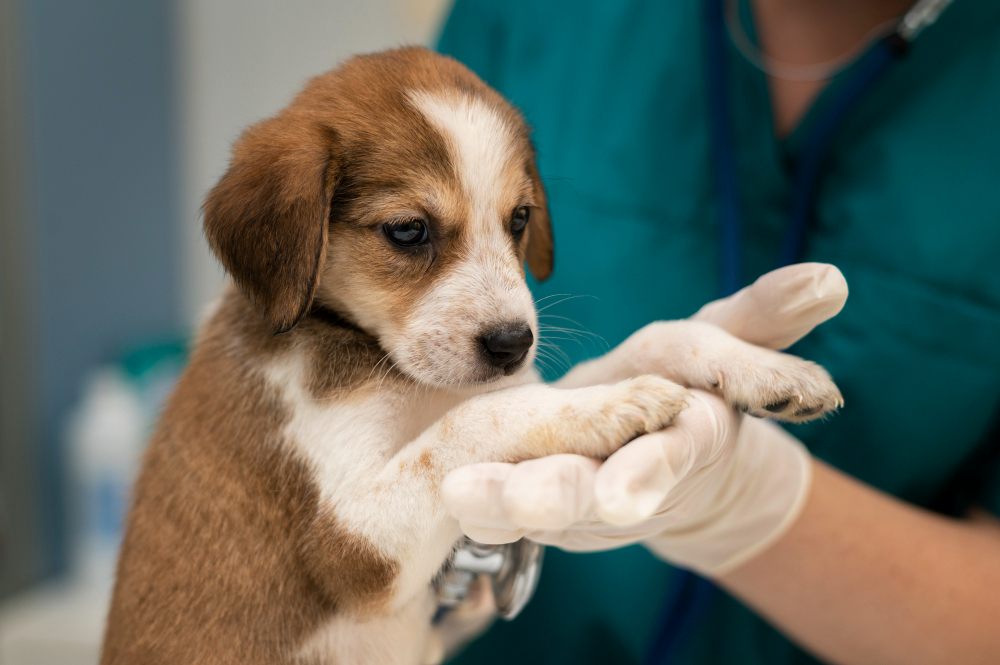 about our veterinary practice Jacksonville, FL