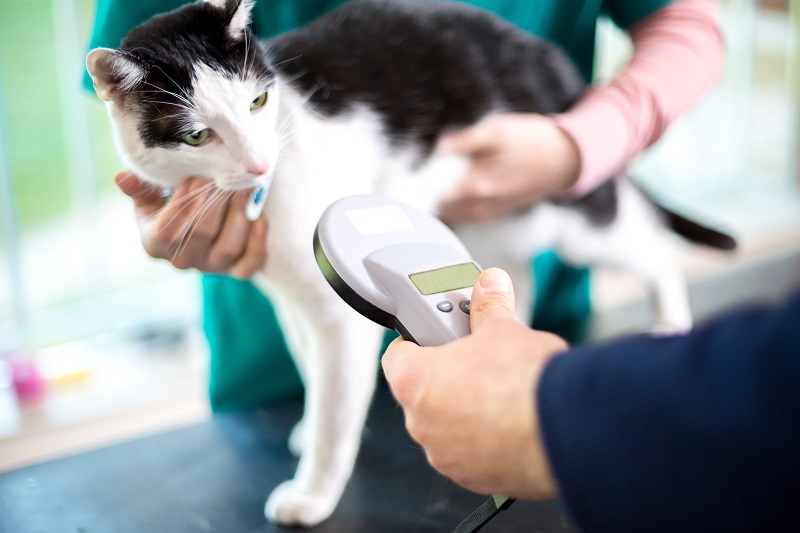 Microchipping in Jacksonville