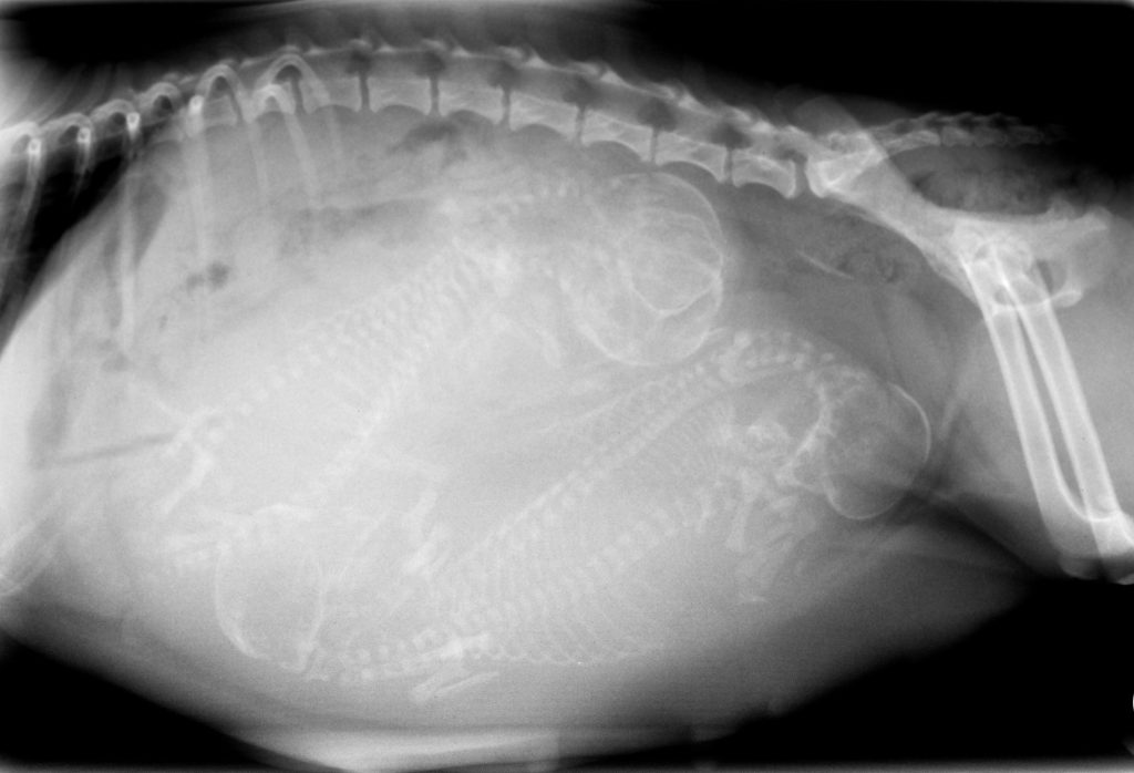 Radiology in Jacksonville