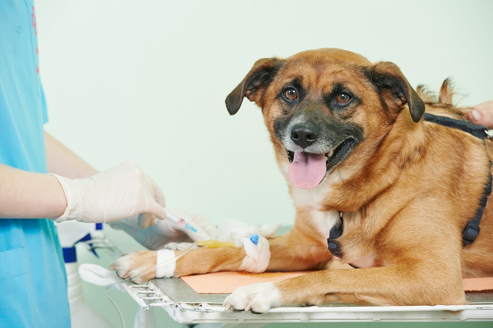 Pet Surgery Services in Jacksonville